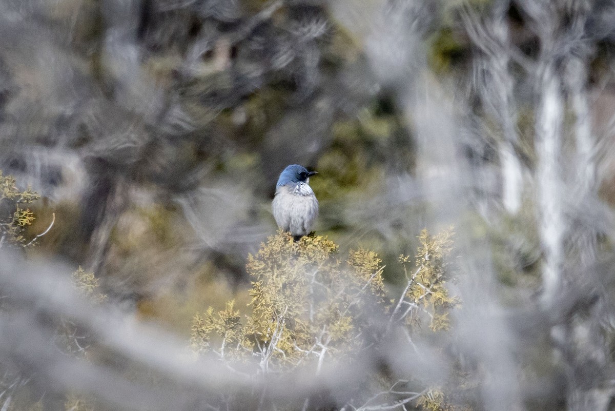 Woodhouse's Scrub-Jay - ML629414109