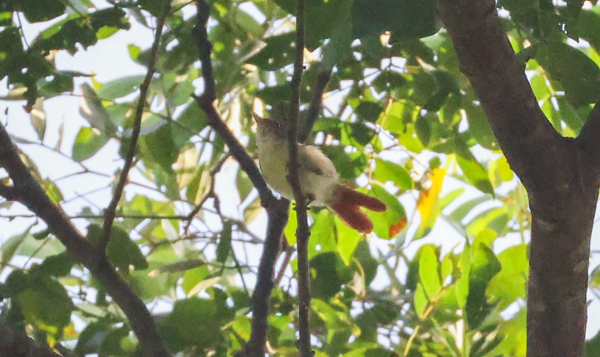 Chestnut-capped Flycatcher - ML629414110