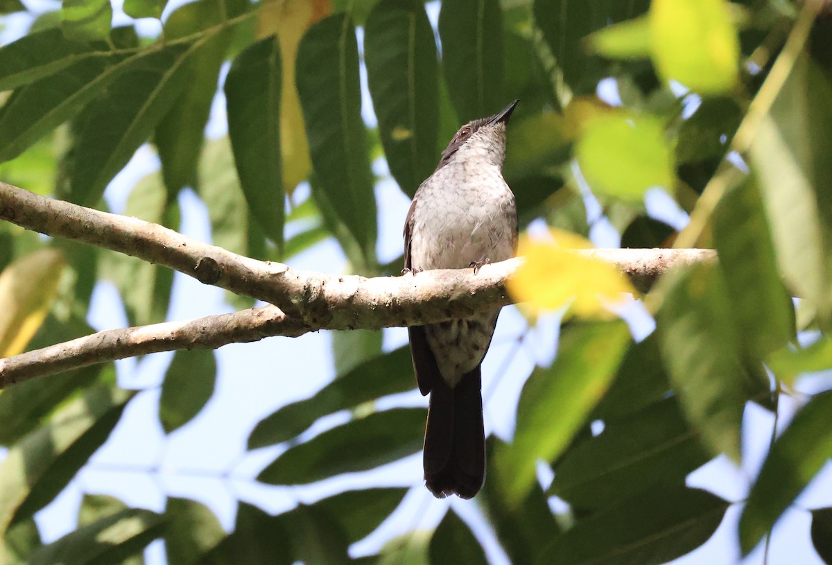 African Forest-Flycatcher - ML629414163