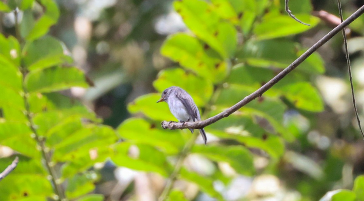 Little Flycatcher - ML629414203