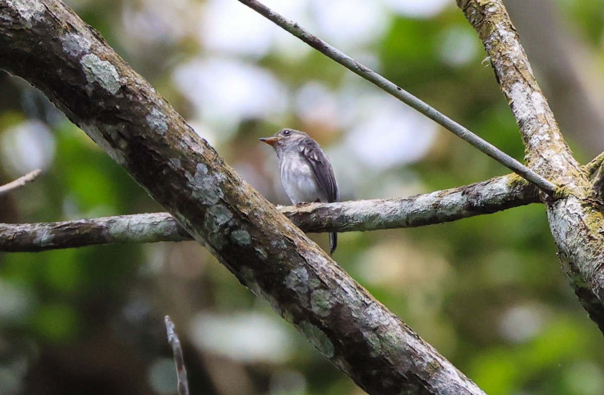 Little Flycatcher - ML629414204