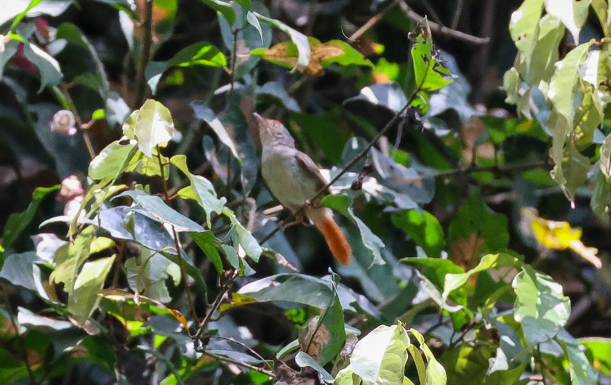 Chestnut-capped Flycatcher - ML629414227