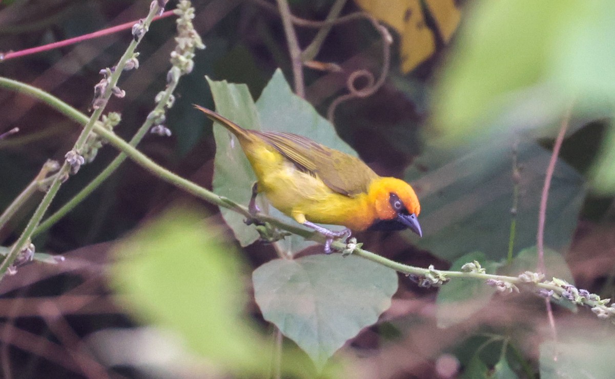 Olive-naped Weaver - ML629414246