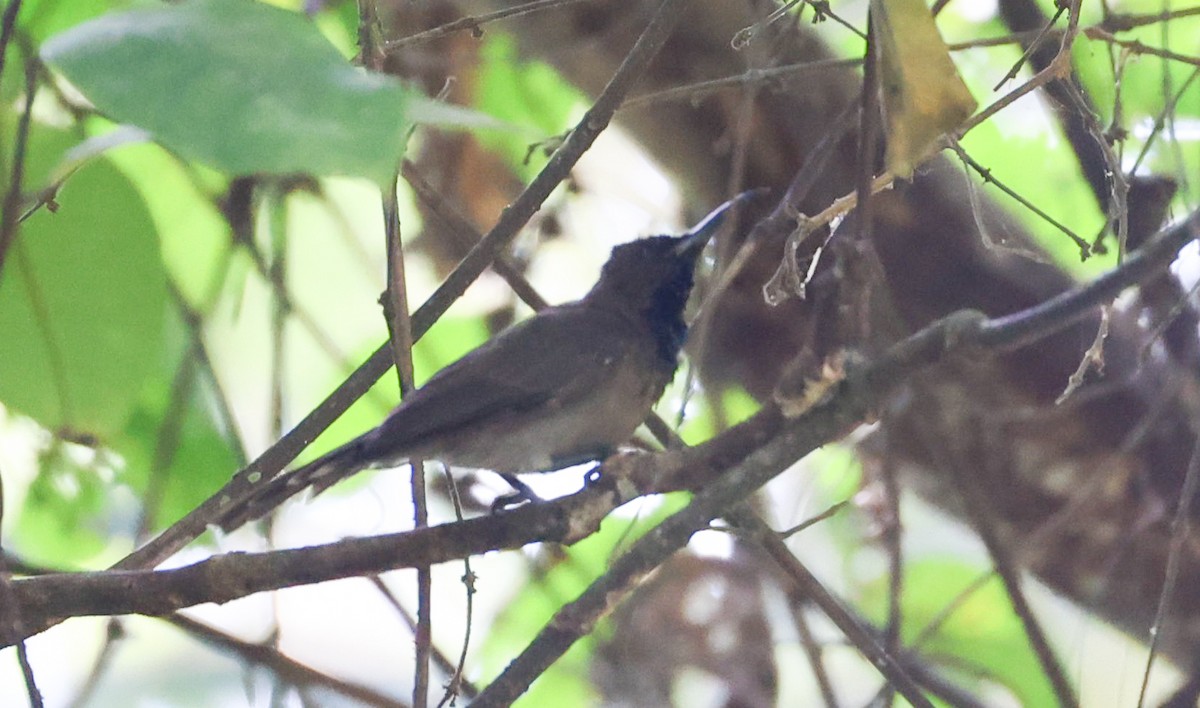 Blue-throated Brown Sunbird - ML629414267