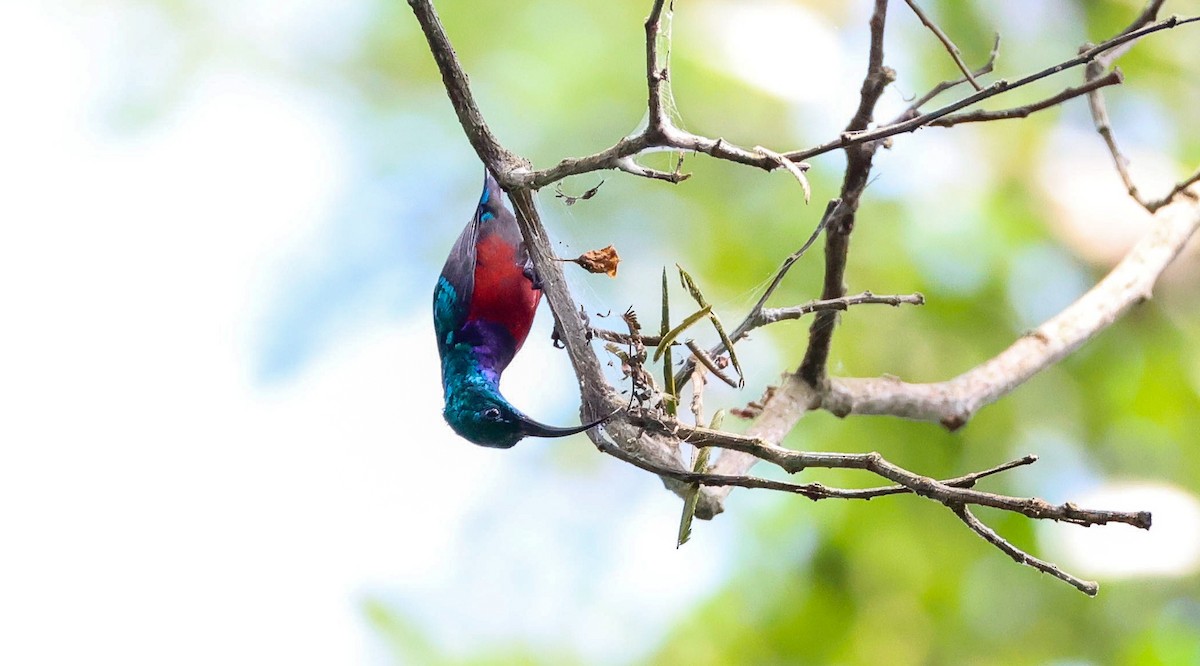 Johanna's Sunbird - ML629414275