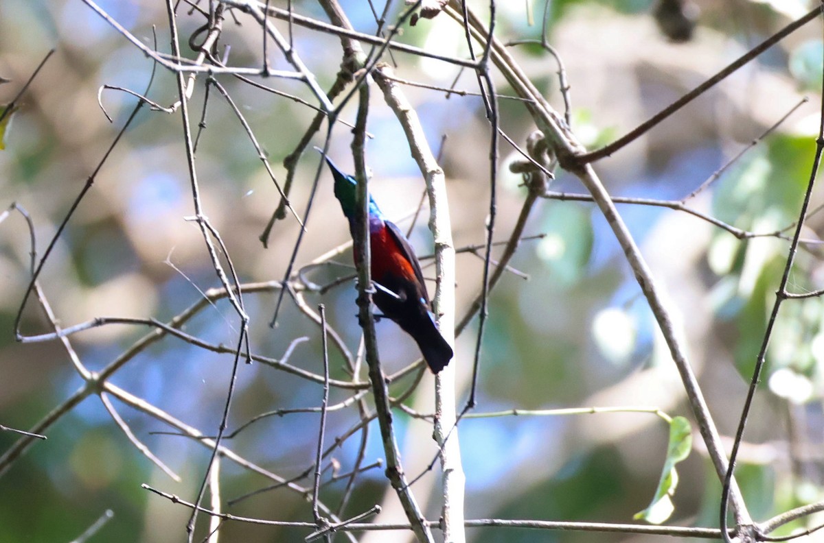 Johanna's Sunbird - ML629414276