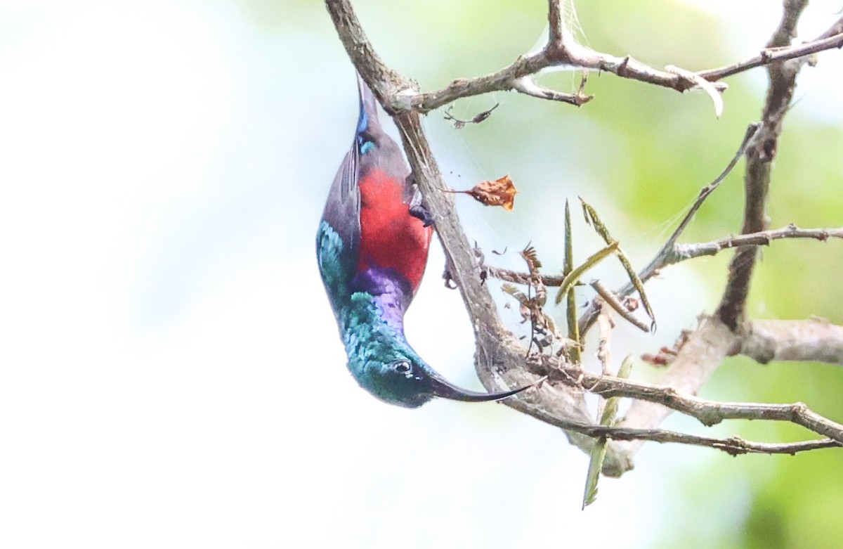 Johanna's Sunbird - ML629414277