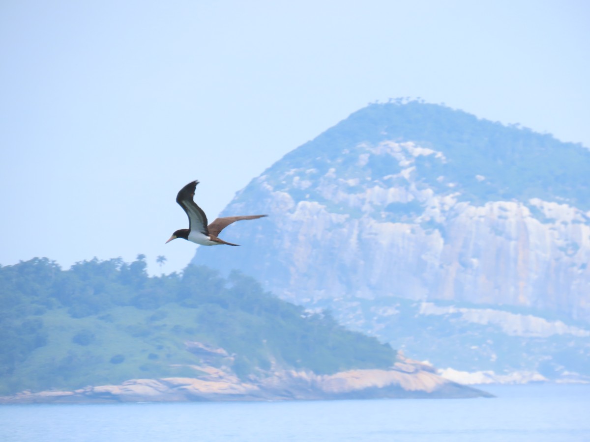 Brown Booby (Atlantic) - ML629414392