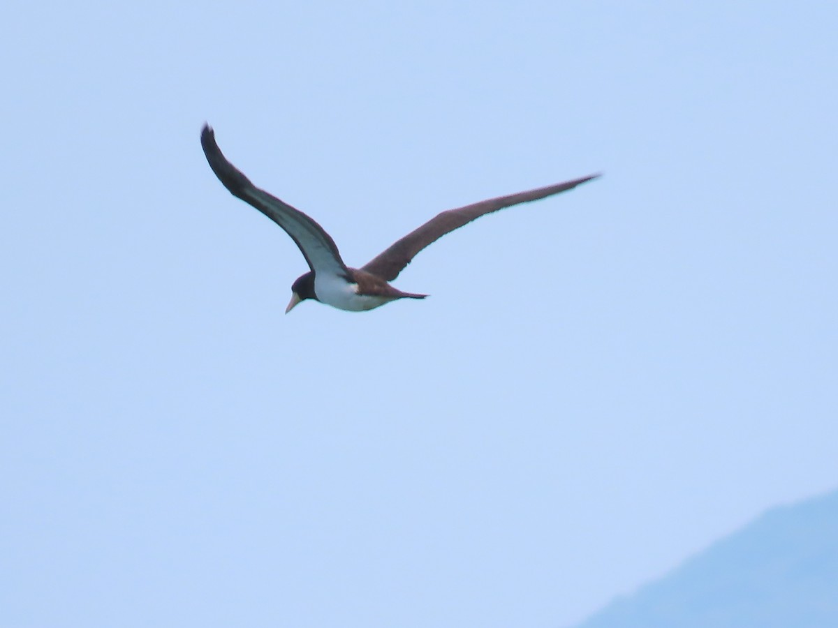 Brown Booby (Atlantic) - ML629414393