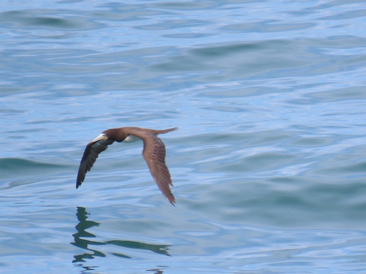 Brown Booby (Atlantic) - ML629414421