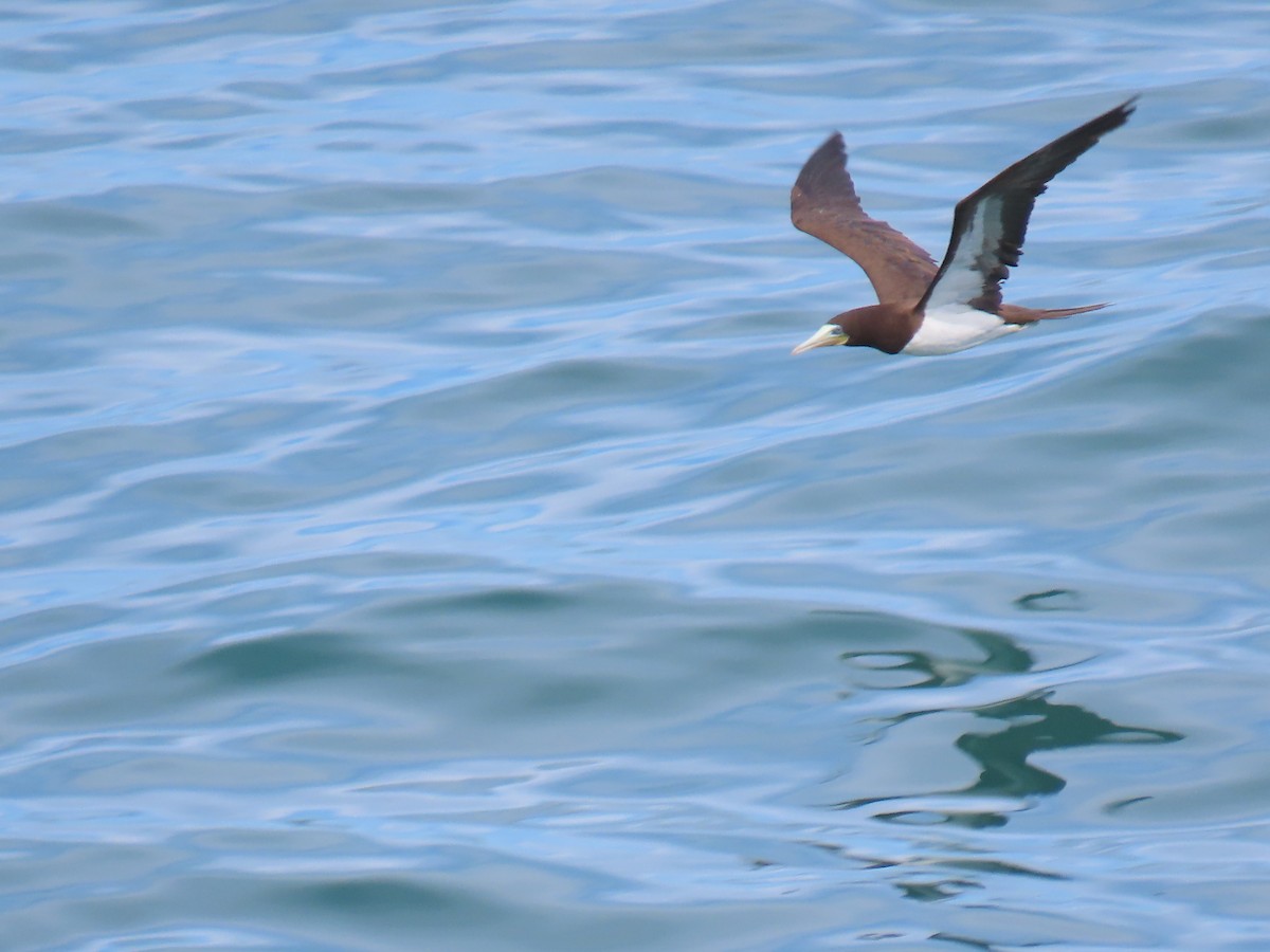 Brown Booby (Atlantic) - ML629414425