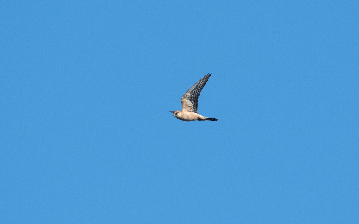 Red-footed Falcon - ML629414437