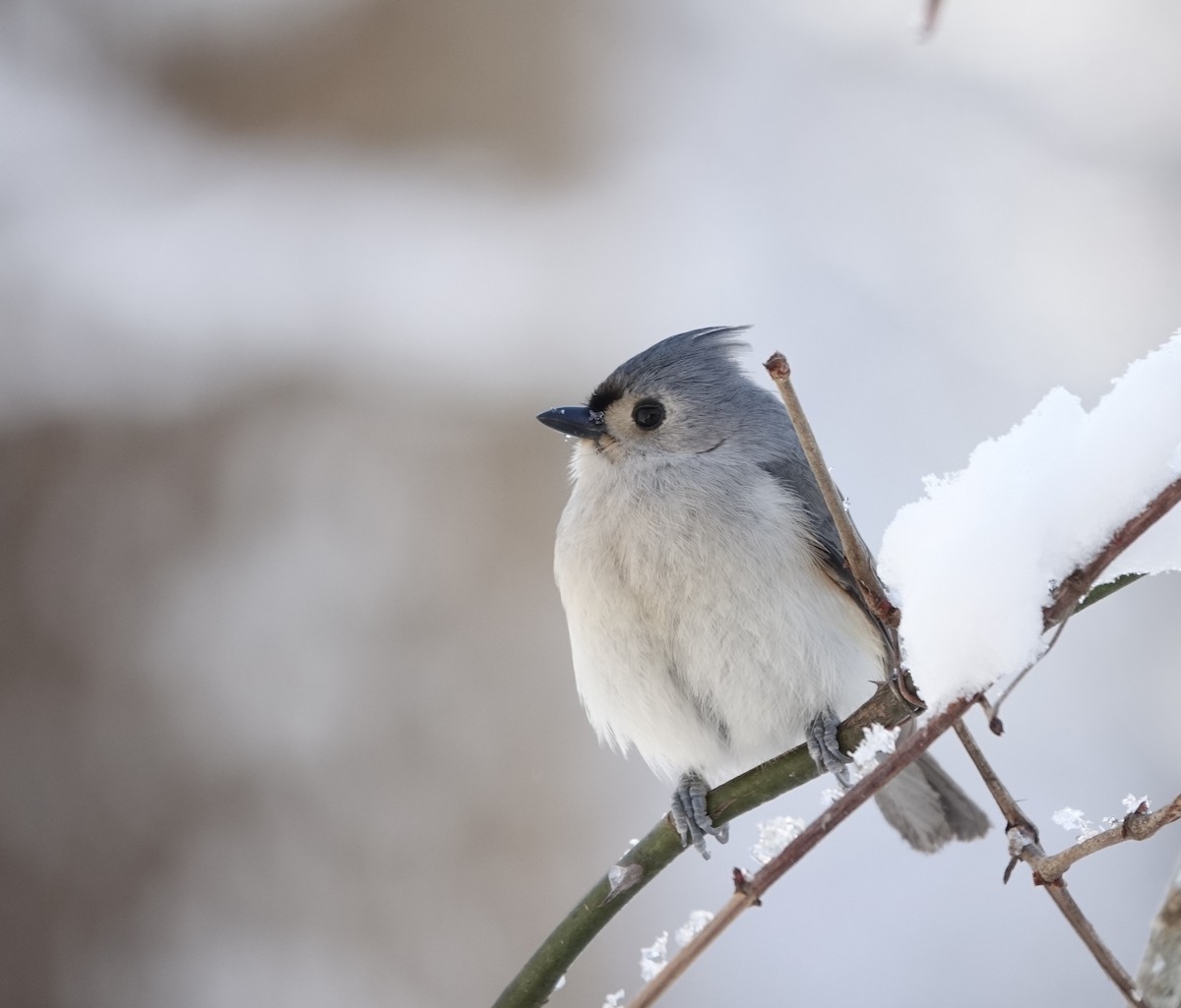 Tufted Titmouse - ML629414567