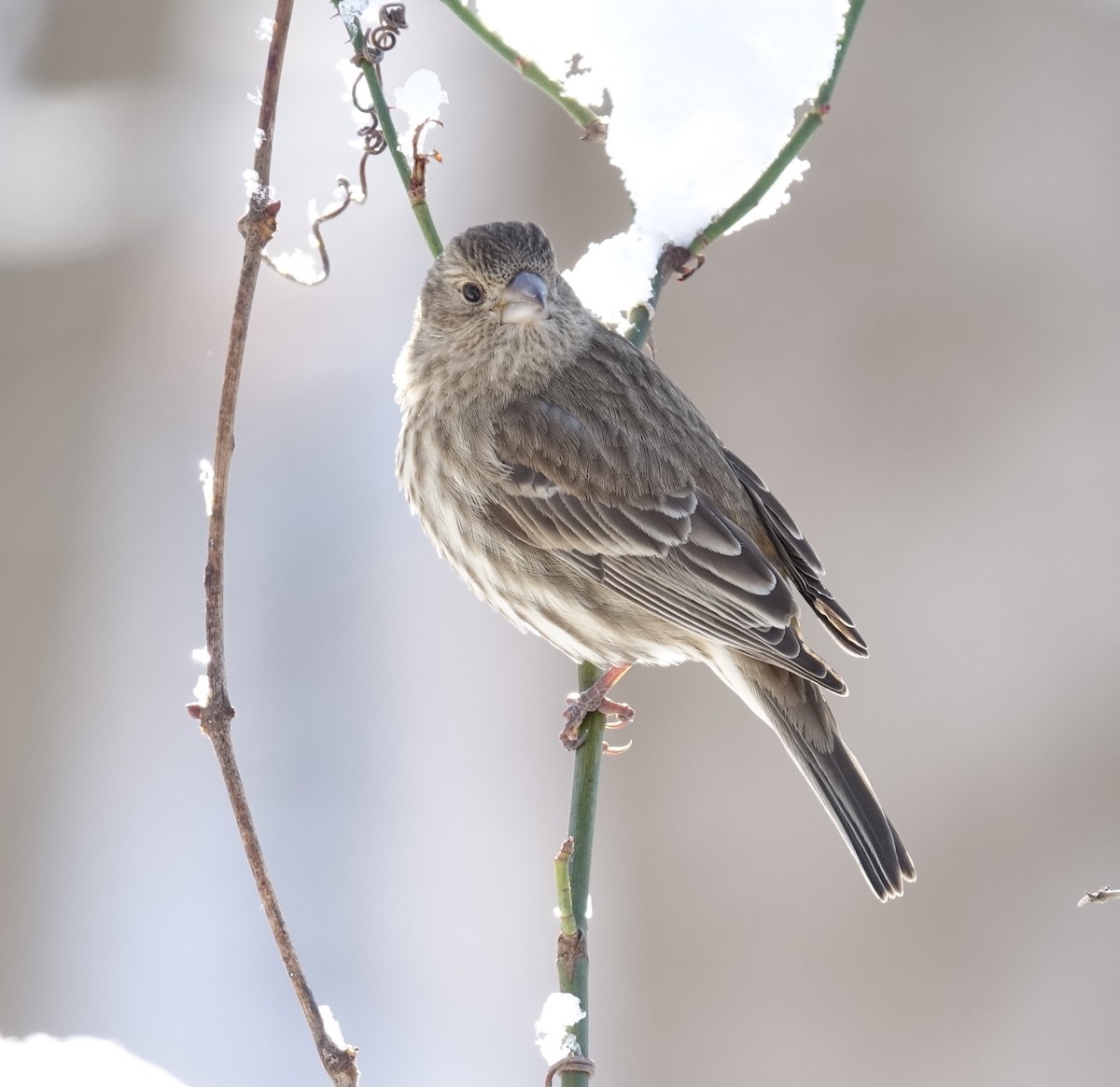 House Finch - ML629414577