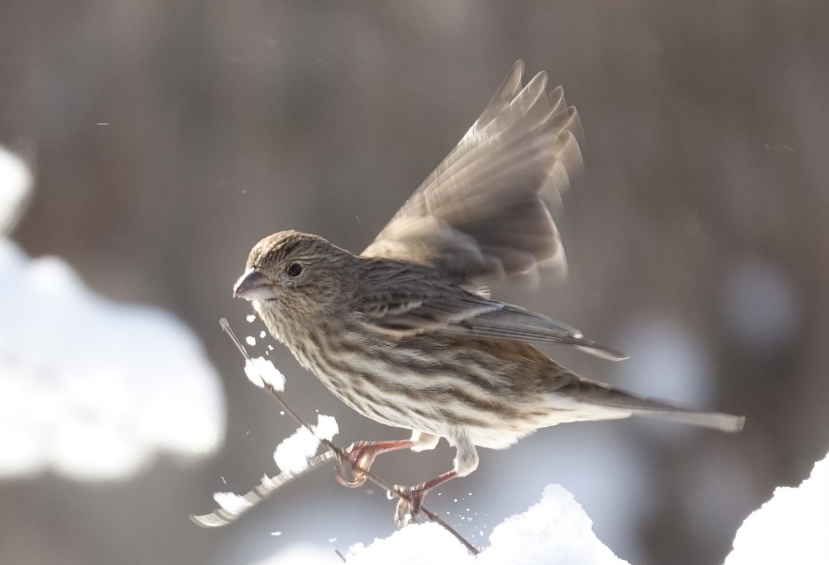 House Finch - ML629414586