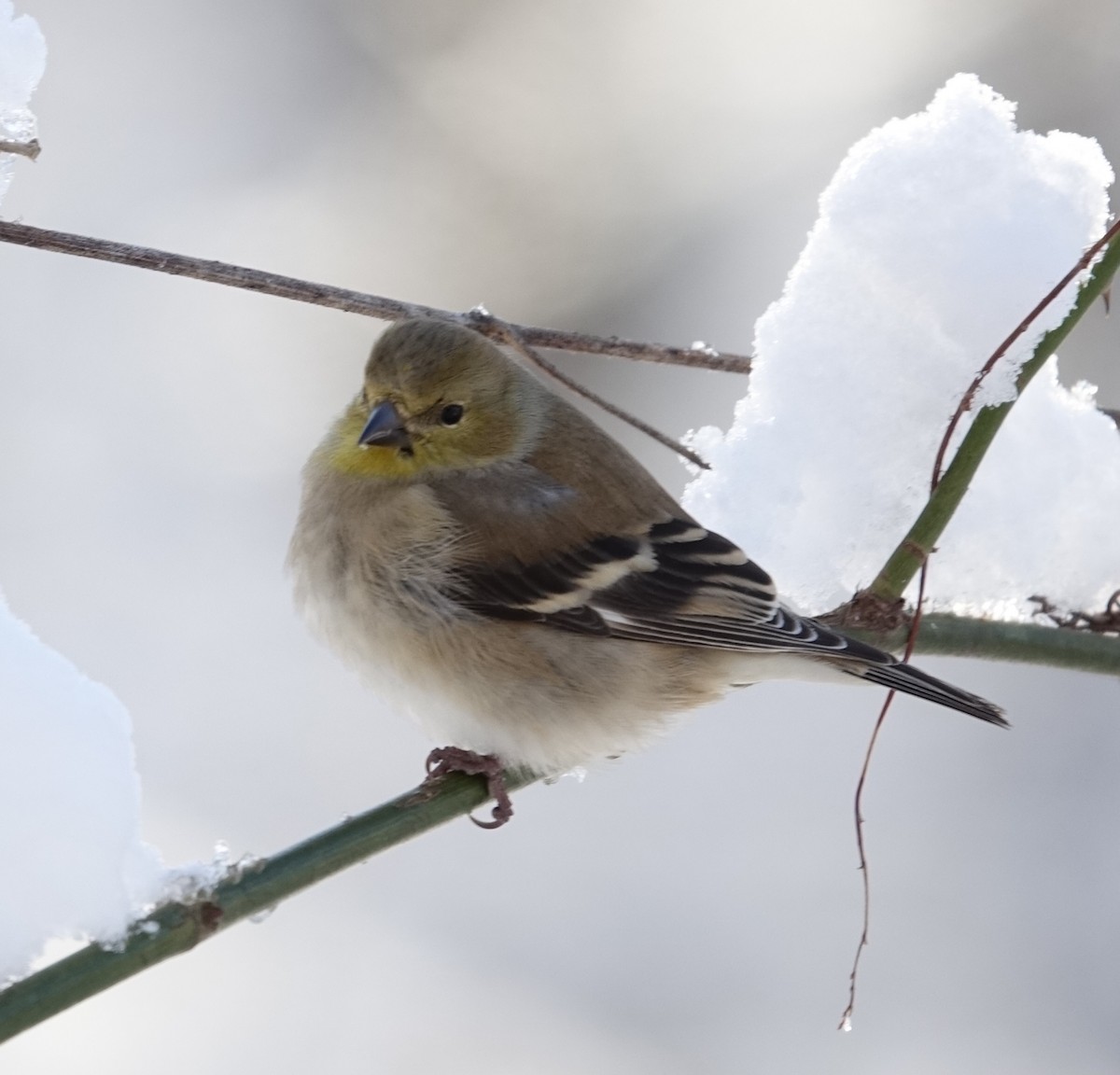 American Goldfinch - ML629414628