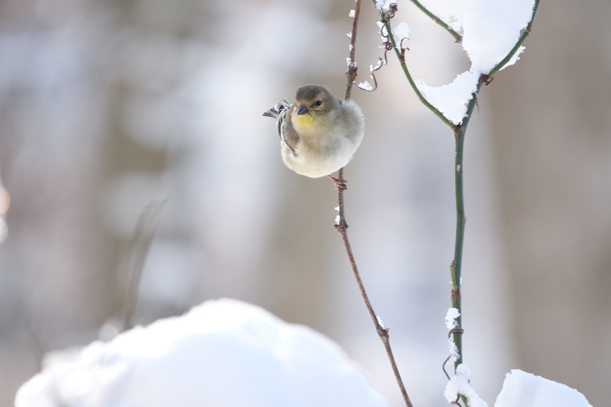 American Goldfinch - ML629414629