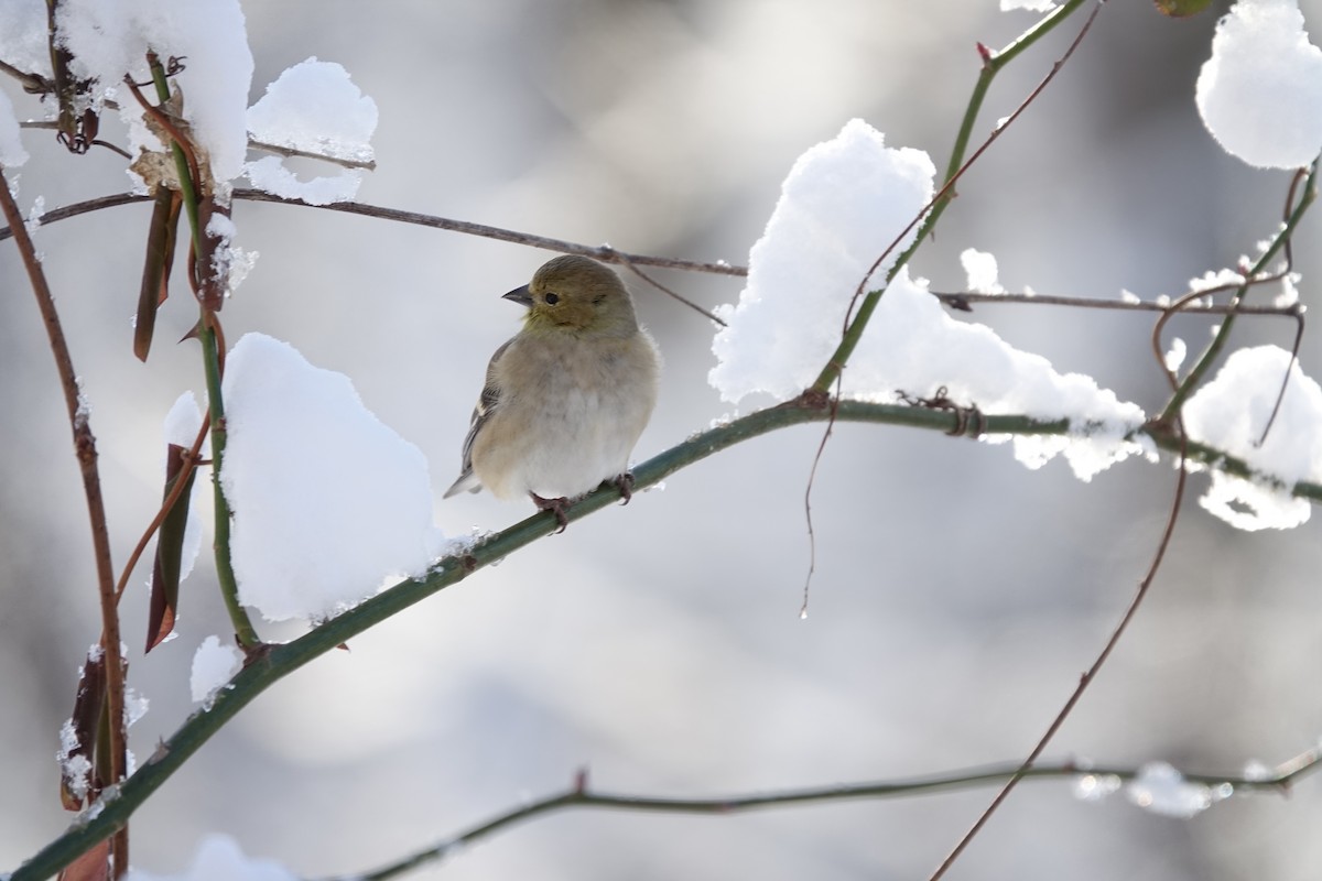 American Goldfinch - ML629414630