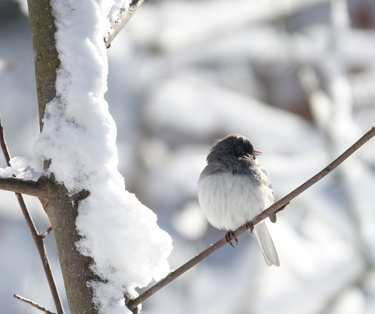 Dark-eyed Junco - ML629414651