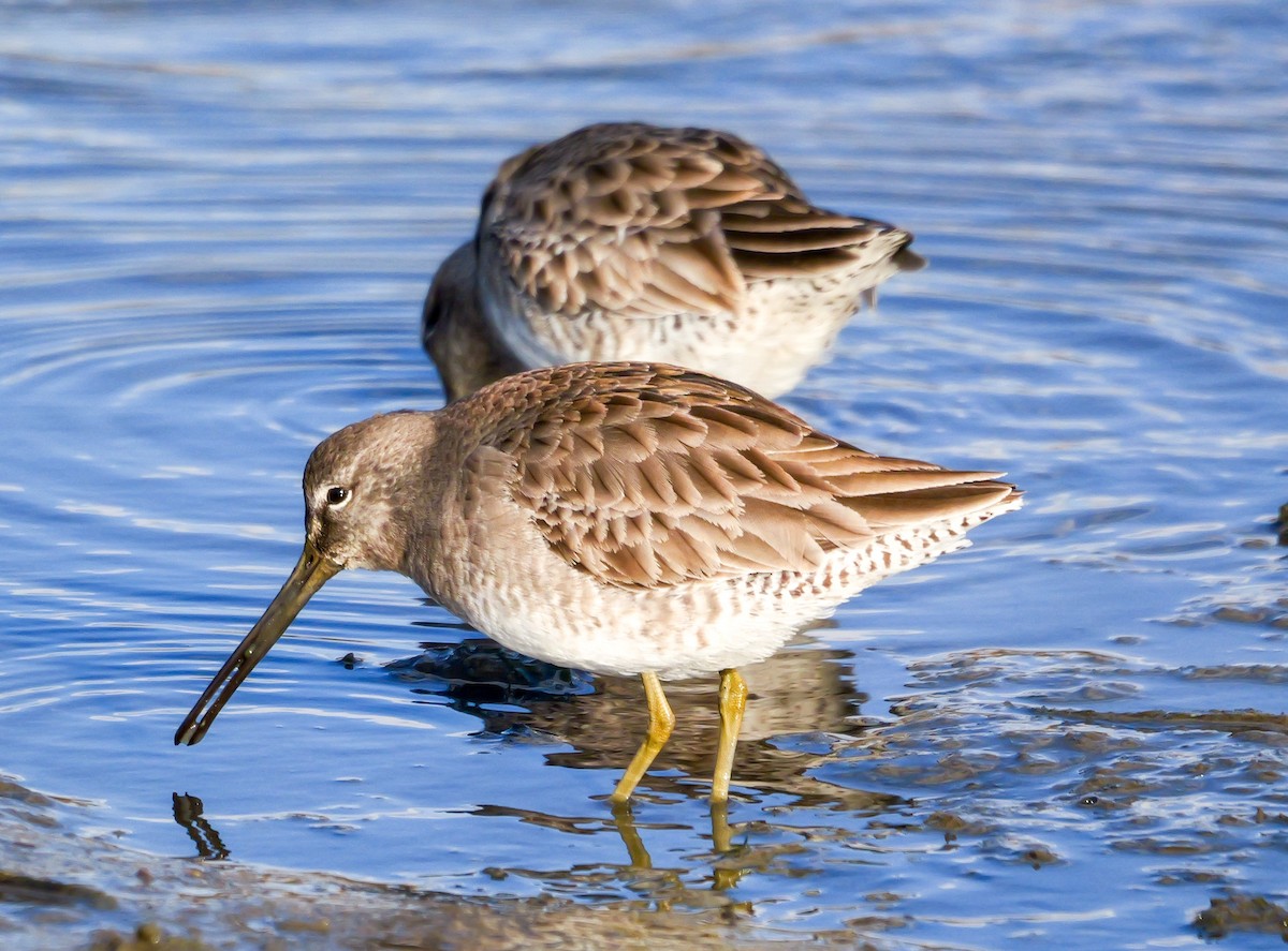 Хараалжин цууцил - ML629414677