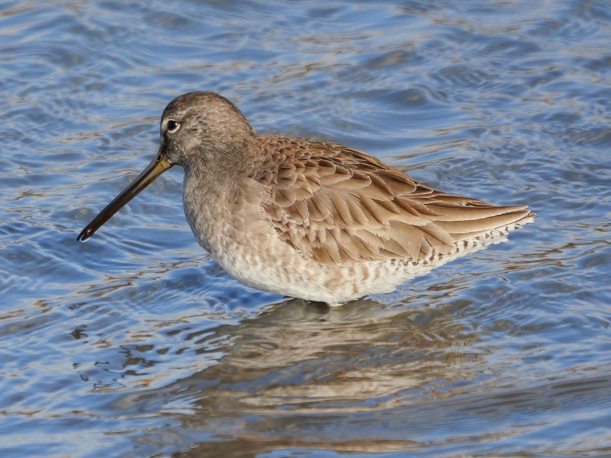 Хараалжин цууцил - ML629414678