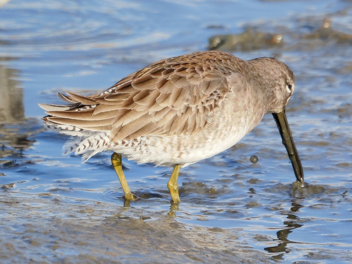 Хараалжин цууцил - ML629414679