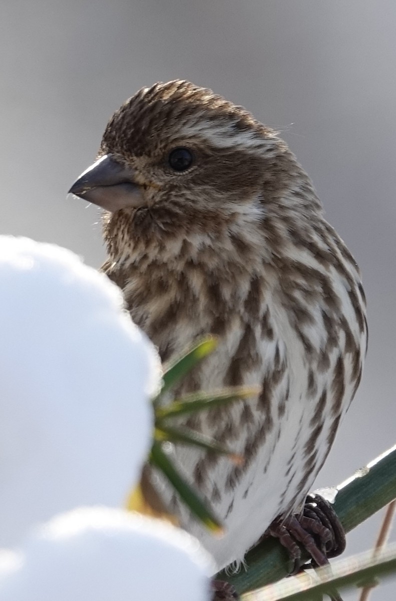 Purple Finch - ML629414706