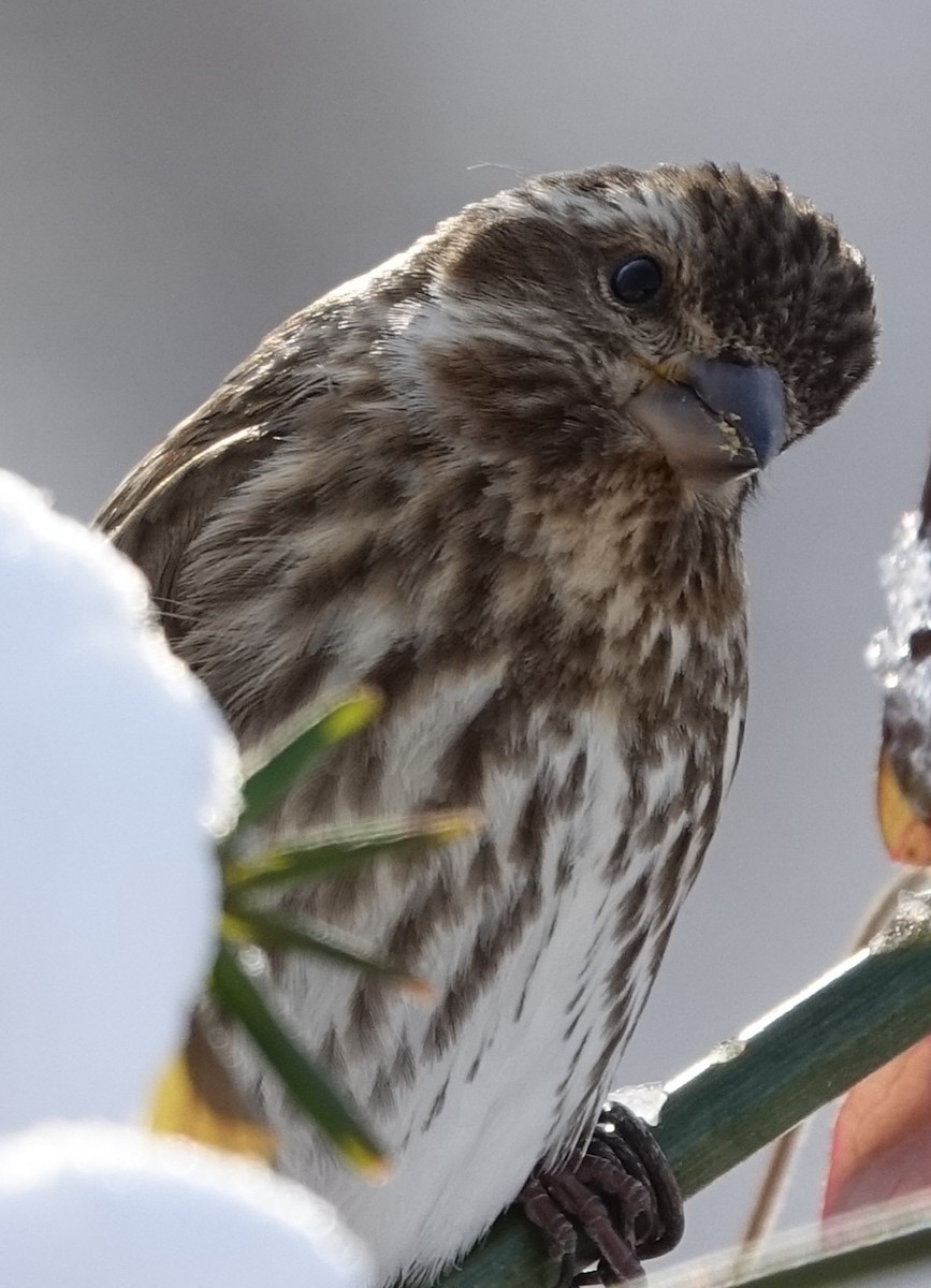 Purple Finch - ML629414707