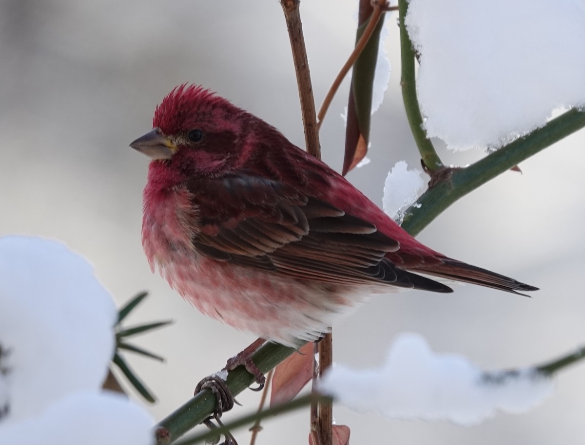 Purple Finch - ML629414708