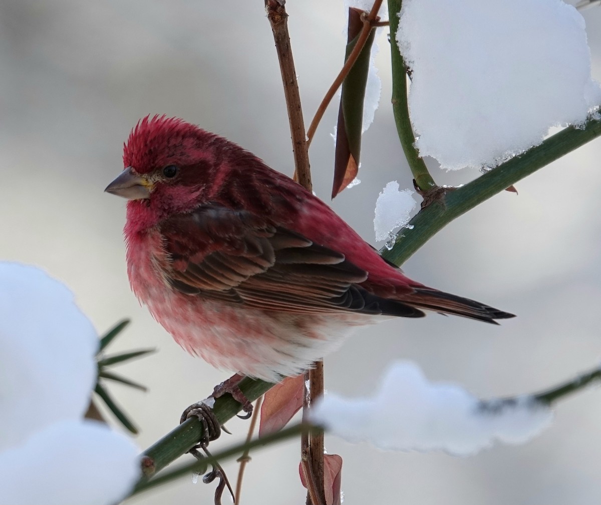Purple Finch - ML629414710