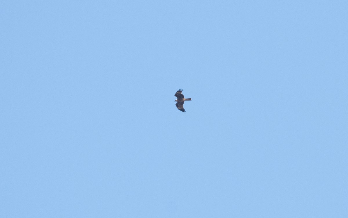 Black Kite (Black) - ML629414852
