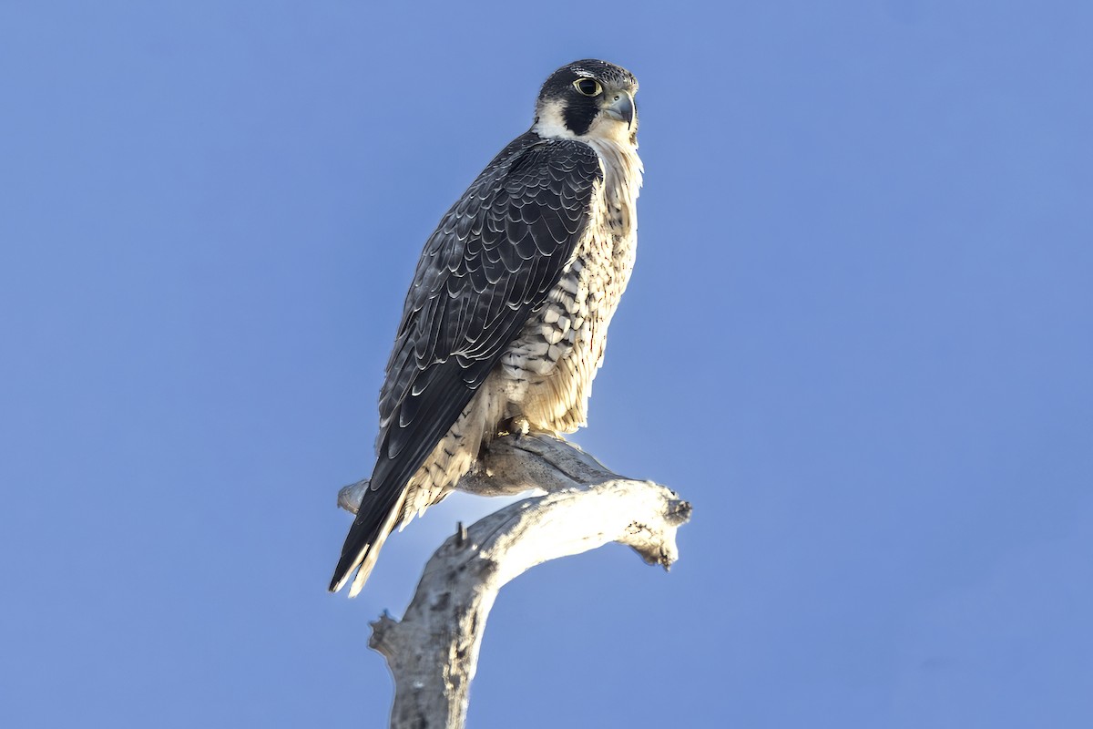 Эгэл шонхор - ML629414861