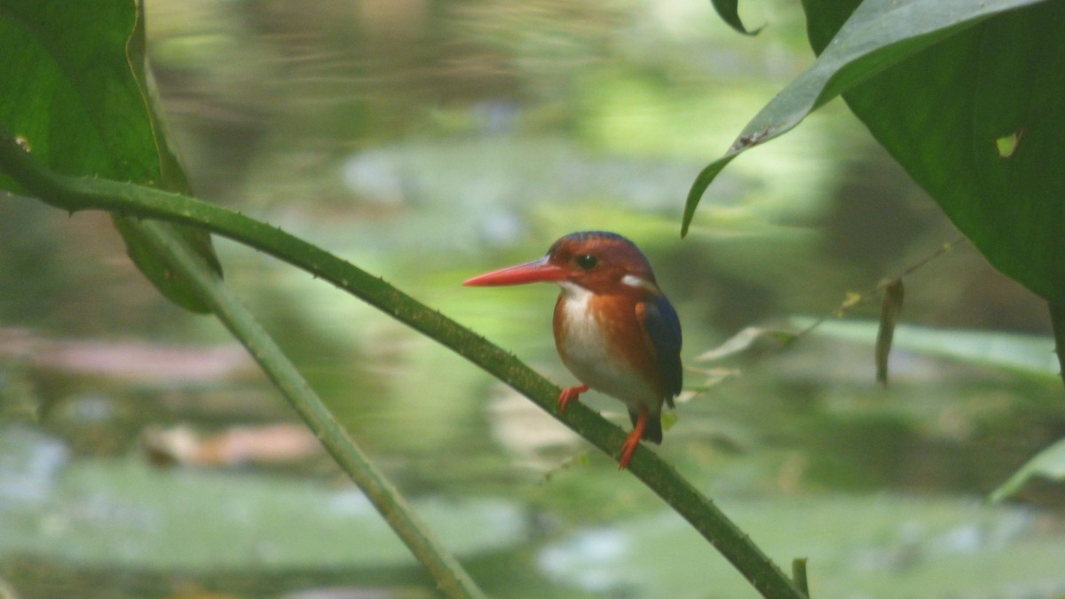 White-bellied Kingfisher - ML629414881