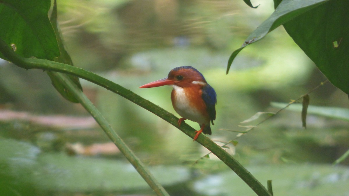 White-bellied Kingfisher - ML629414882