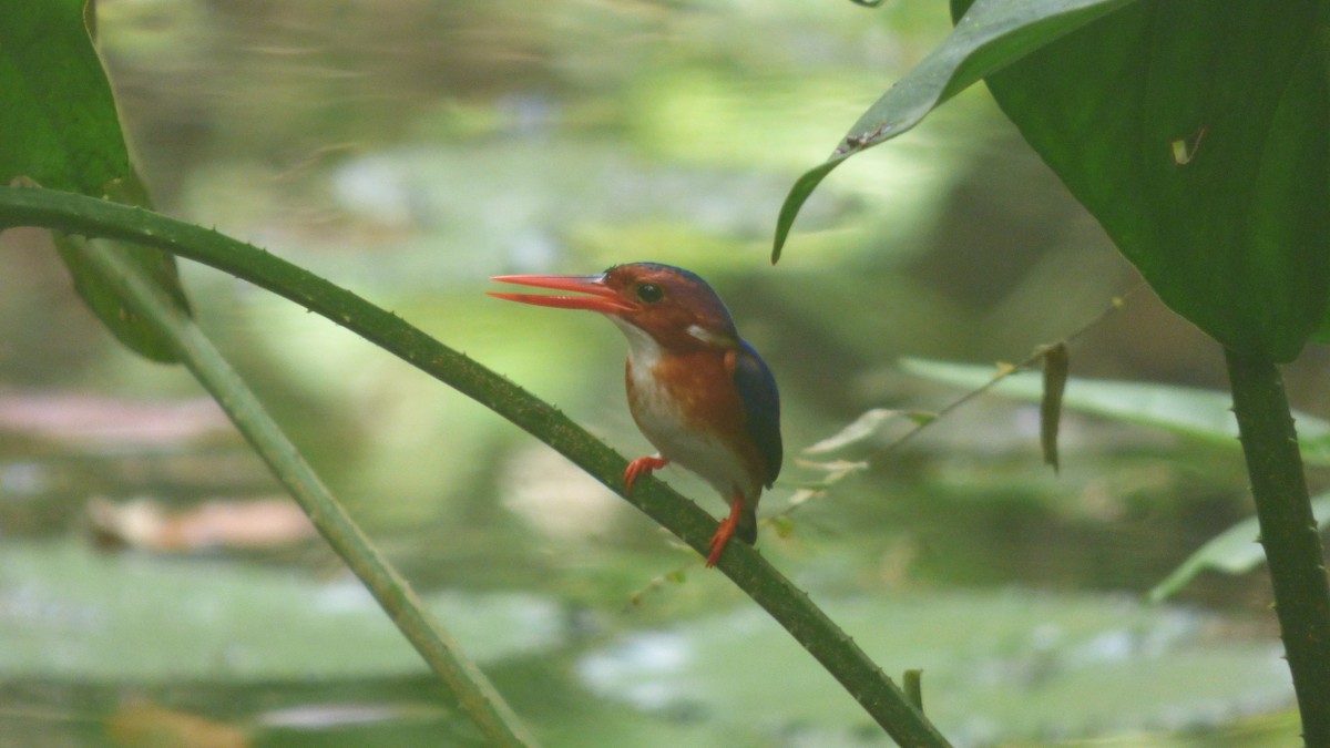 White-bellied Kingfisher - ML629414883