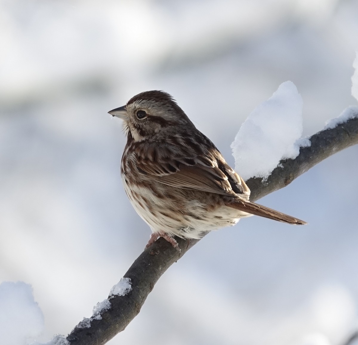 Song Sparrow - ML629414947