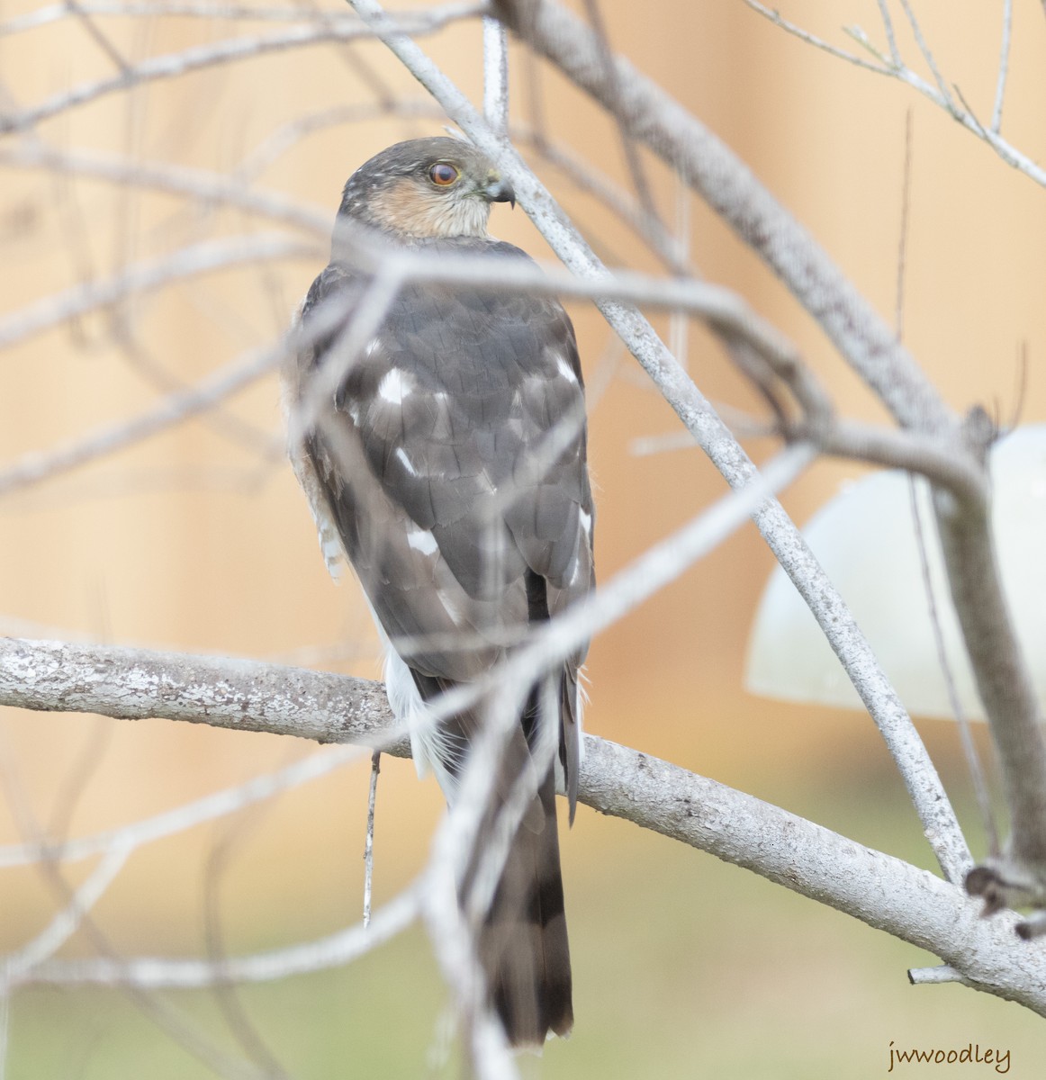 Sharp-shinned Hawk - ML629415137