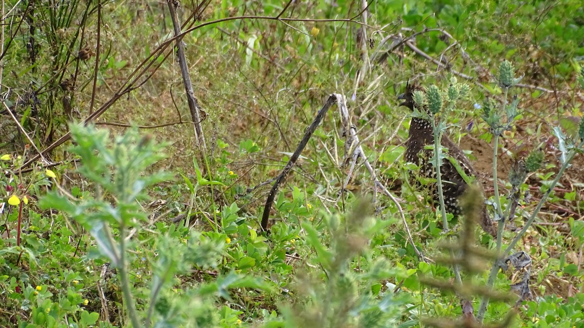 Spot-bellied Bobwhite - ML629415143