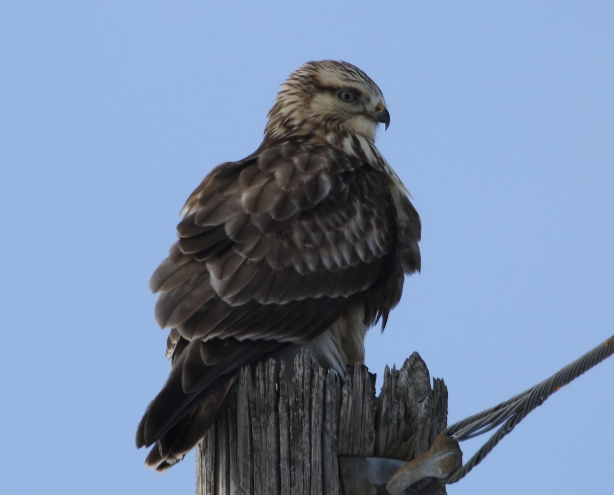 Rough-legged Hawk - ML629415664