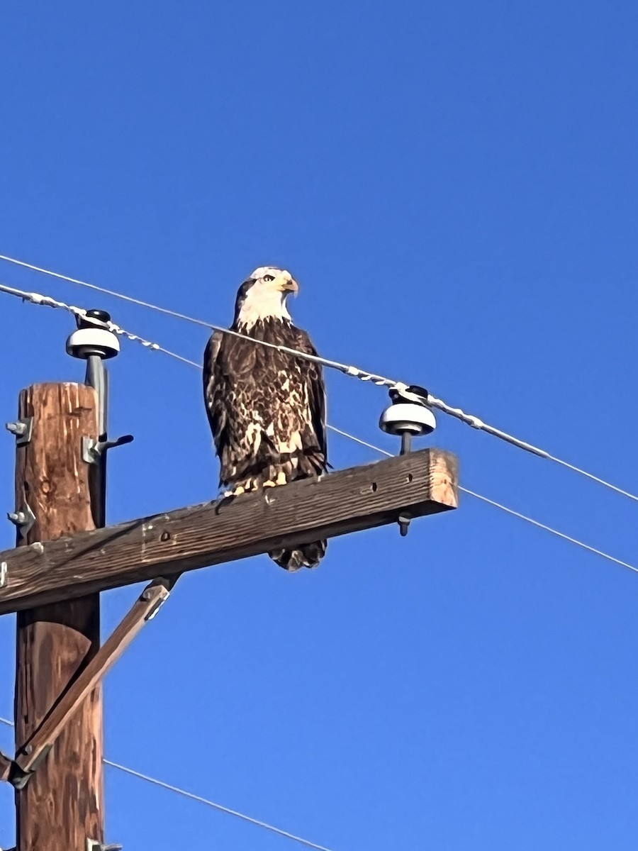 Bald Eagle - ML629415949