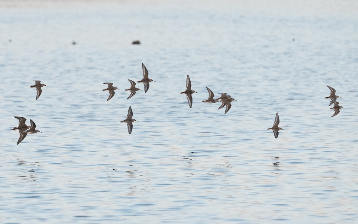 Dunlin - ML629416219