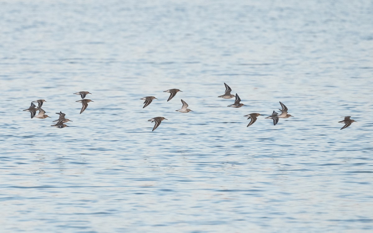 Dunlin - ML629416220