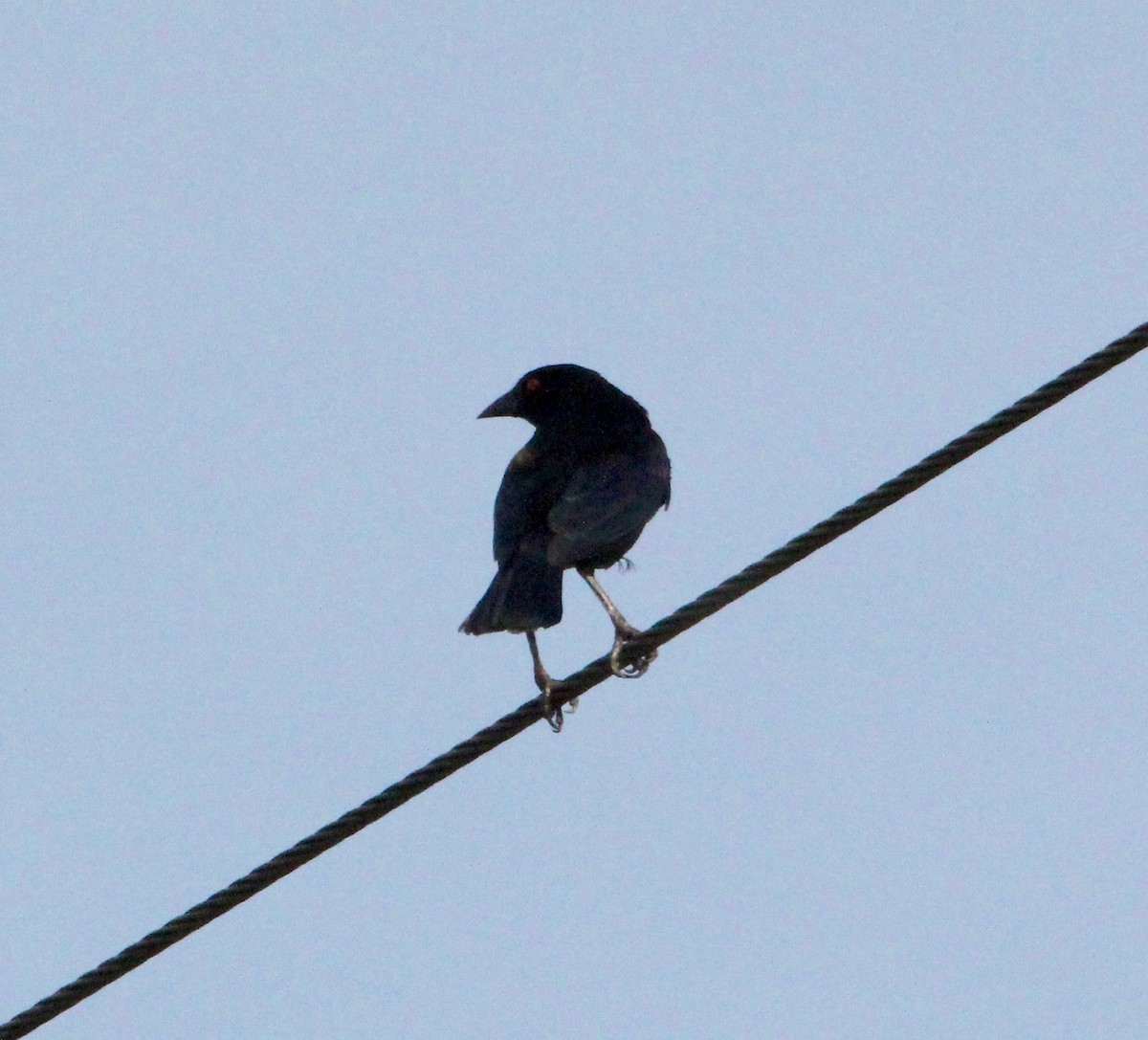 Bronzed Cowbird - ML629416424
