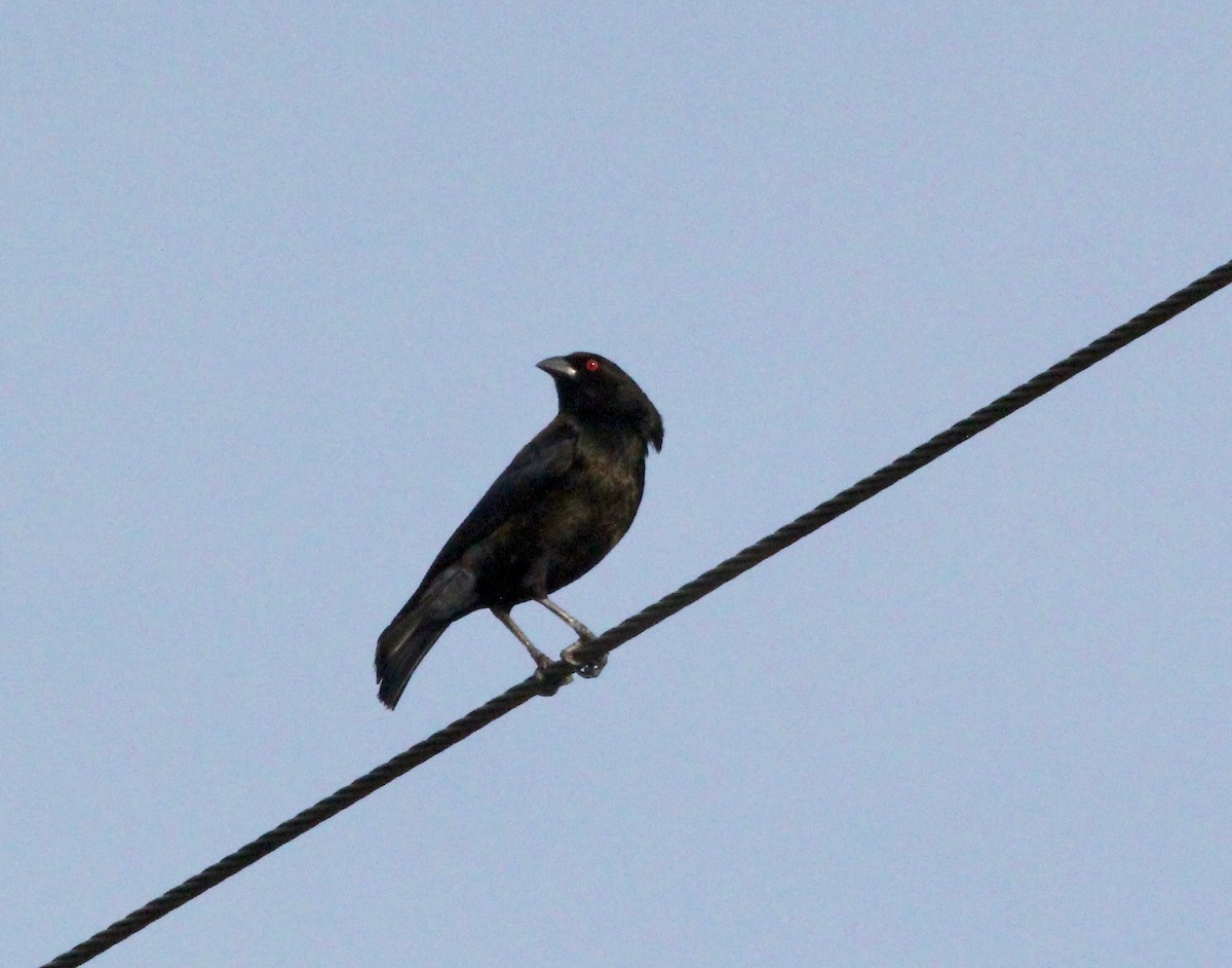 Bronzed Cowbird - ML629416425