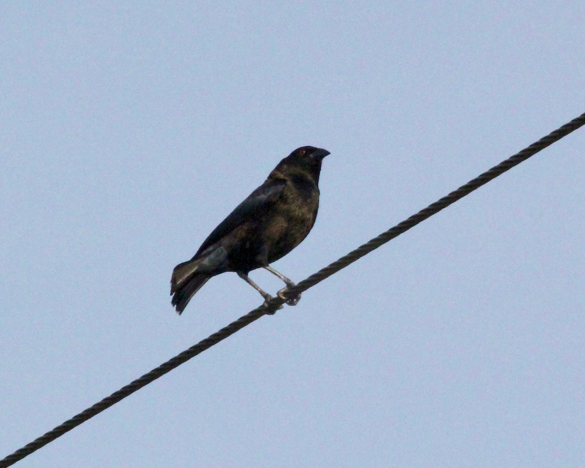 Bronzed Cowbird - ML629416426