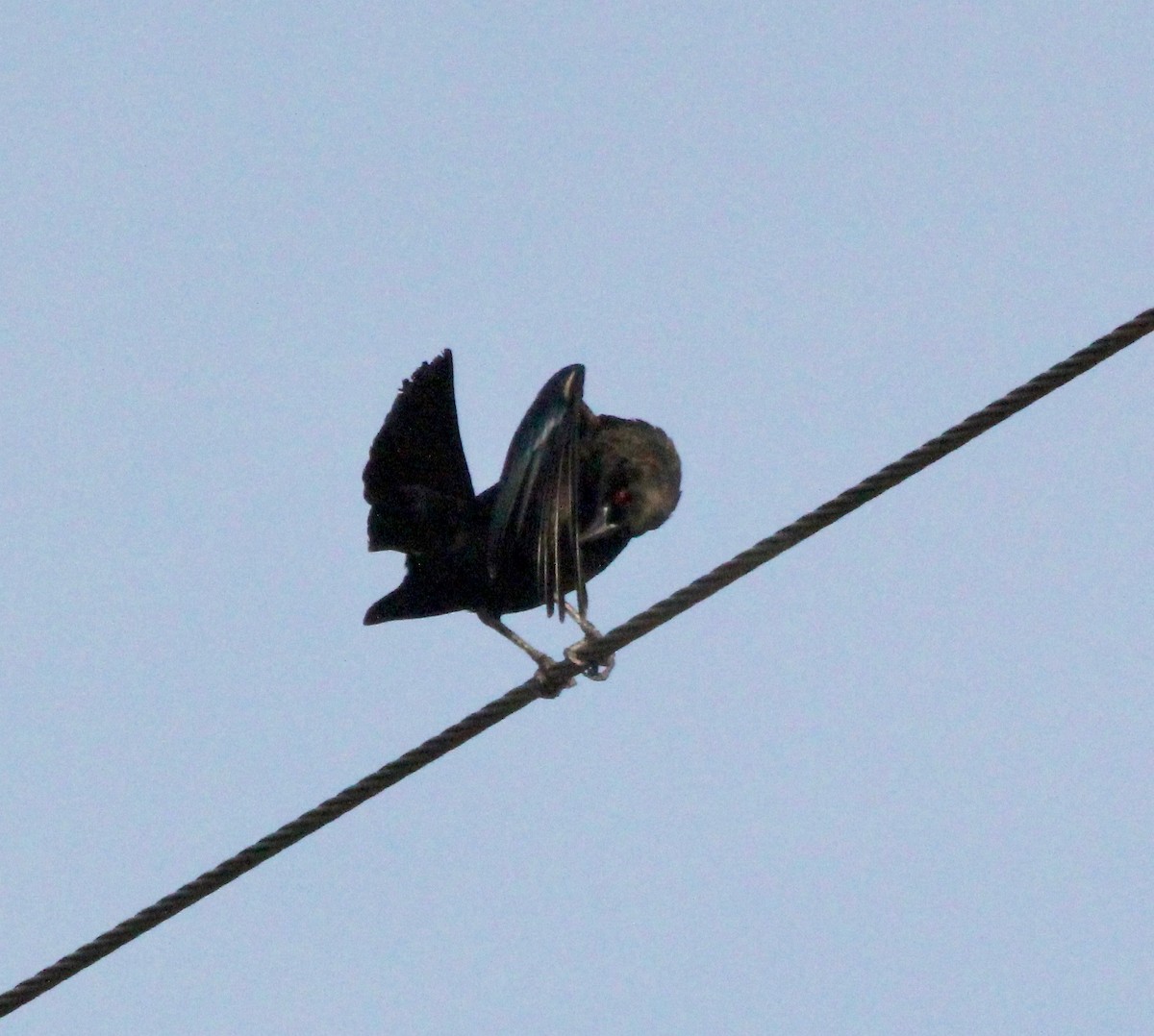 Bronzed Cowbird - ML629416427