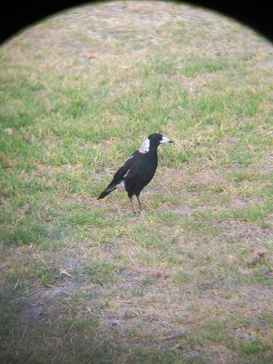 Australian Magpie (Black-backed x White-backed) - ML629416616