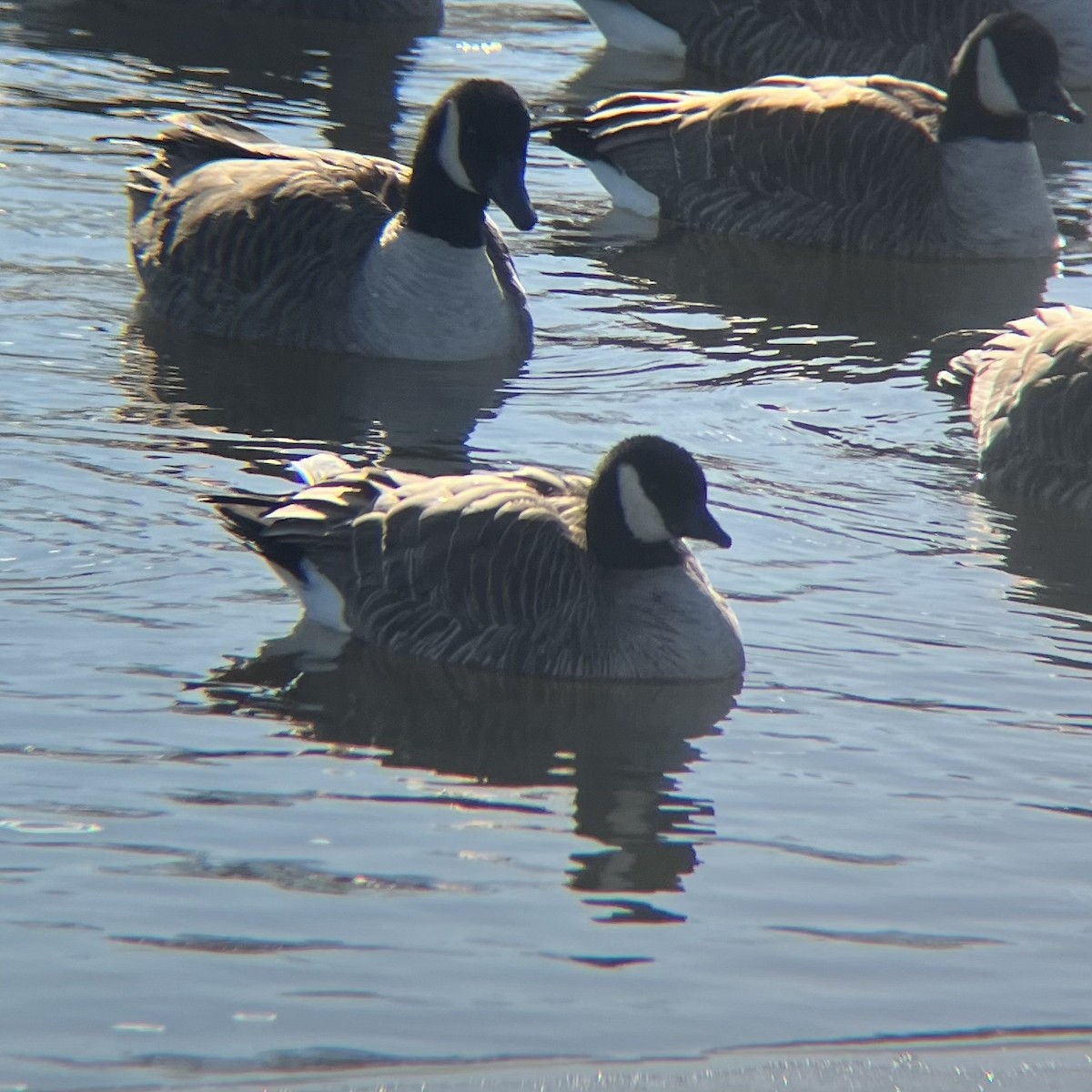 Cackling Goose - ML629416794