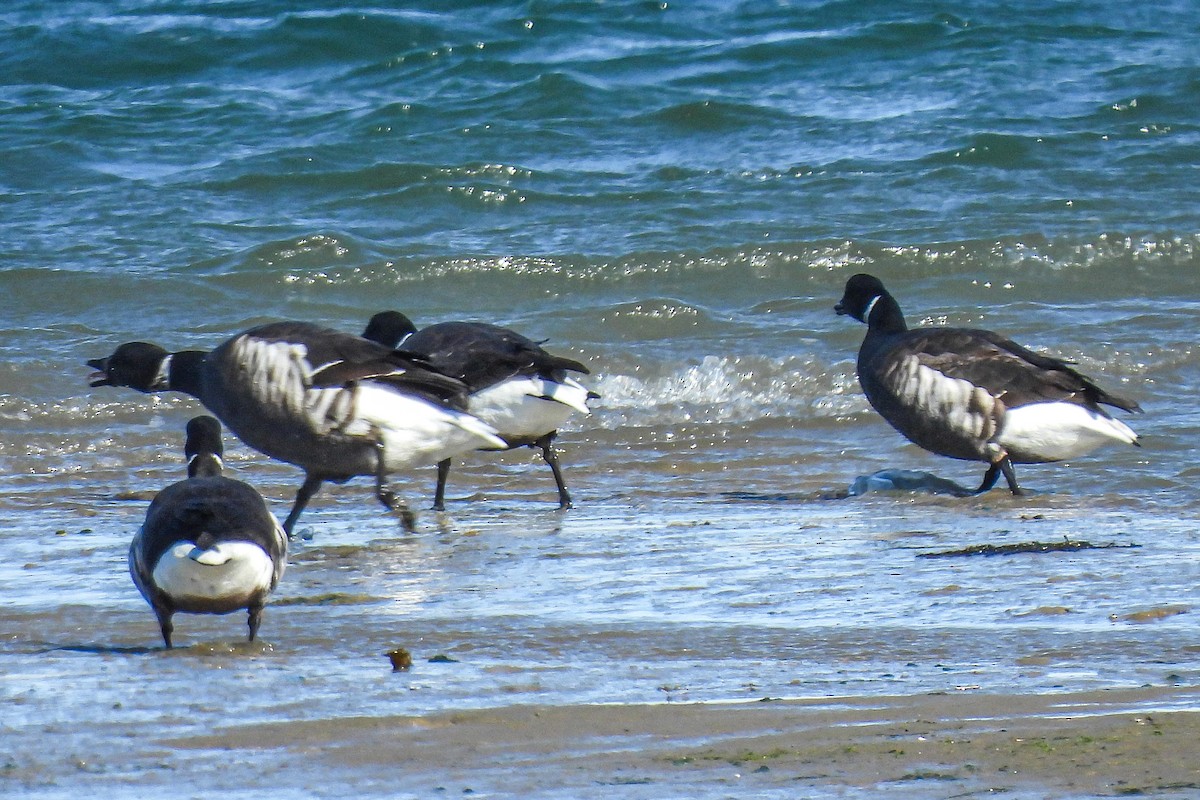 Brant - ML629416883