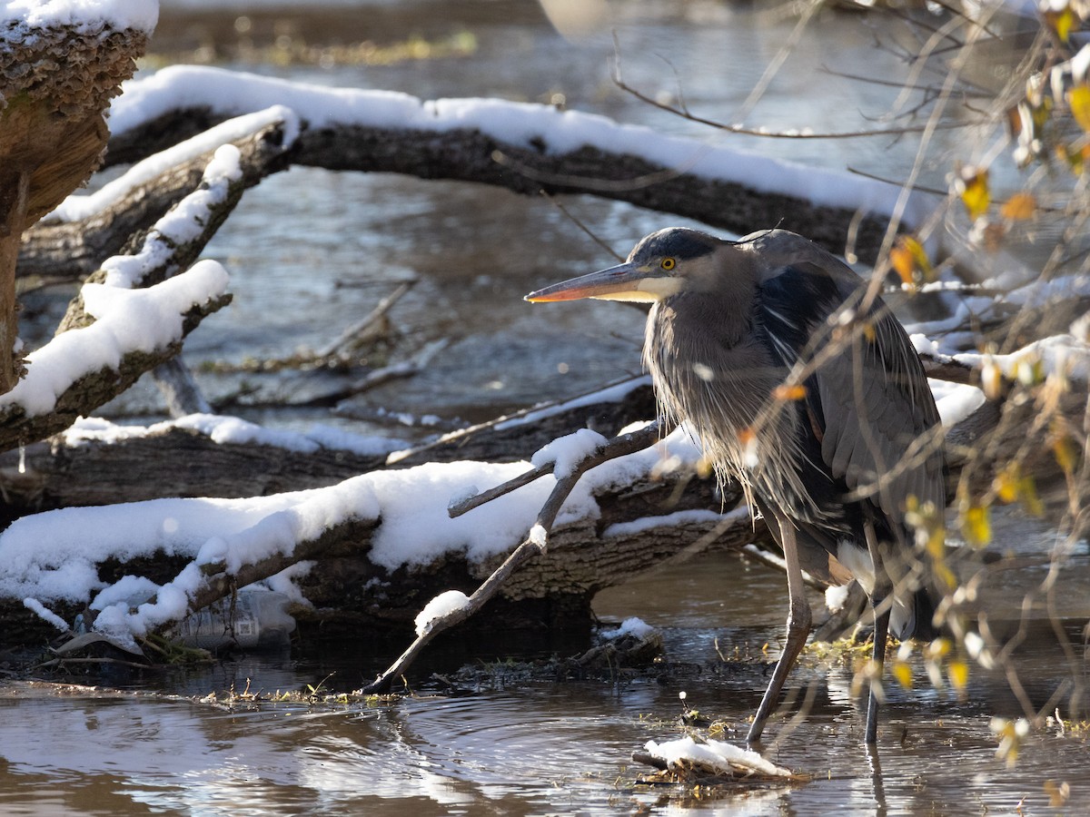 Great Blue Heron - ML629417130